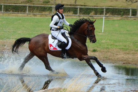 haras-du-pin-4650069_1280.jpg