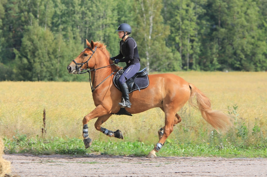 horse riding helmets for adults